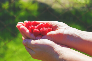 Red juicy raspberries in the hands of a woman. Gifts of the past summer. Juicy vitamin delicacy.