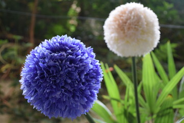 Flores decorativas en el jardín