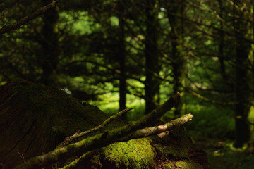 Green mossy forest 