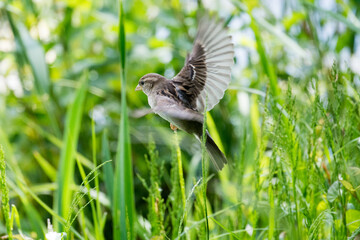 Spatz