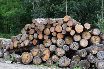 Troncos cortados y apilados en la monta&ntilde;a