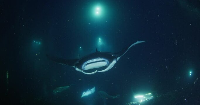 Wide shot of manta ray feeding in the background and moving in toward camera passing through the left upper Conner of frame