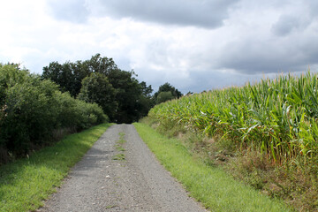 Fototapeta na wymiar Ein Wanderweg entlang eines Maisfeldes, links sind Büsche