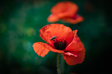 Naklejka premium bee on a red poppy flower in the garden