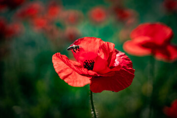 Fototapeta na wymiar bee on a red flower in the fields