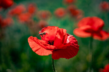 bee landing on a red flower in the field