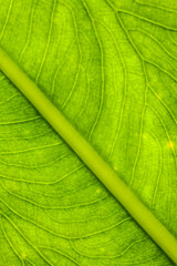 the texture of the underside of the taro leaves