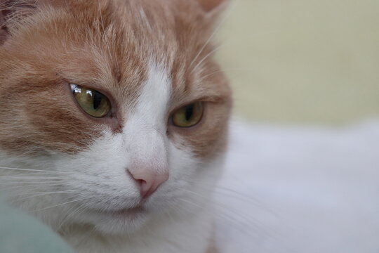 Yeux Verts Images Browse 1 199 Stock Photos Vectors And Video Adobe Stock