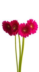 beautiful gerbera flowers isolated