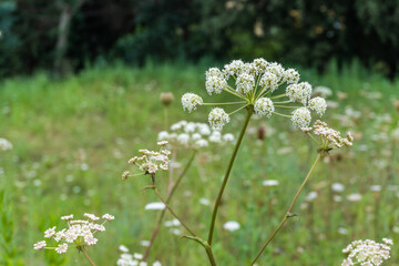 Angelica wild forest plant in bloom
