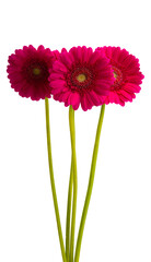 beautiful gerbera flowers isolated