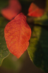 Obraz premium colorful autumn leaf hanging on a tree branch. autumn apple tree leaf