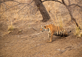 Maya cub observing cheetals drinking water, Tadoba Andhari Tiger Reserve, India