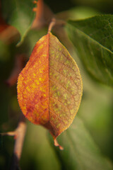  colorful autumn leaf hanging on a tree branch. autumn apple tree leaf