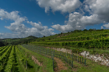 Fototapeta na wymiar Wineyards over Krems an der Donau in summer sunny hot day