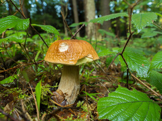 Borowik © KrzysztofAleksander