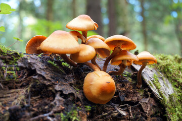 Poisonous mushrooms in the forest.