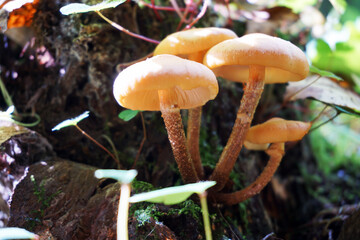 Poisonous mushrooms in the forest.