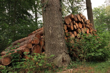 Der Holzstapel im Wald