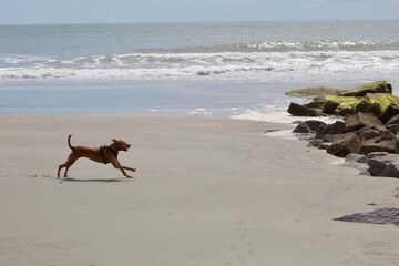 Charleston Beach Dog