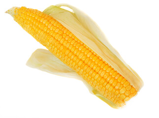 Ear of yellow ripe corn isolated on white background
