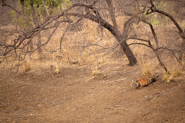 Maya cub stalking cheetals drinking water, Tadoba Andhari Tiger Reserve, India