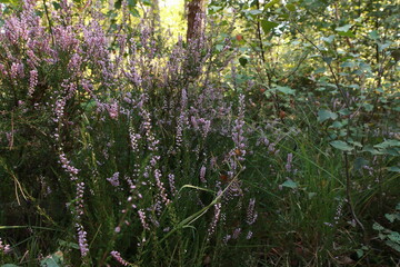 Heidekraut im Wald