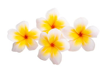 plumeria flower isolated