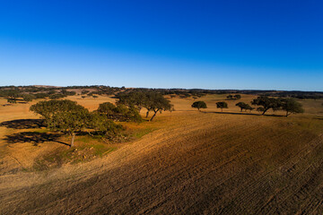 Fototapeta premium Aerial view of a beautiful cork oak trees field at Alentejo, in Portugal.