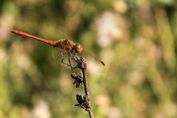 Red dragonfly (Sympetrum fonscolombii)