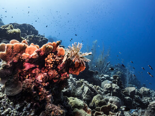 Seascape in turquoise water of coral reef in Caribbean Sea / Curacao with Duster Worm,  fish, coral...