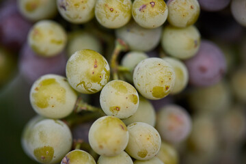 Uvas