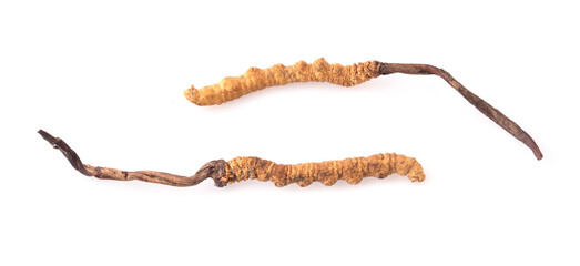 Ophiocordyceps sinensis (CHONG CAO, DONG CHONG XIA CAO) or mushroom cordyceps this is a herbs on white background
