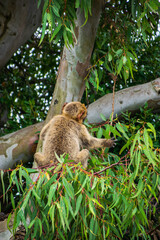 Fototapeta na wymiar Photo of a wild macaque in Gibraltar sitting on top of a tree. Free monkey. 