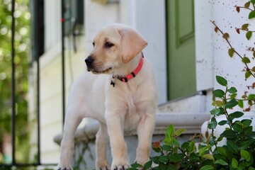 Labrador Retriver Puppy