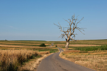 Lonely Old Dead Tree on Road Side in Remote Countryside. Suloszowa Tree in Poland
