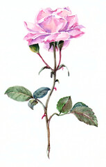 Watercolor pink rose on white background. Floral illustration.