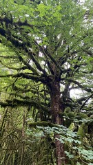 Obraz premium tree in the forest