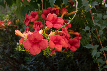 Fototapeta premium Campsis Grandiflora