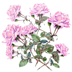 Bouquet of pink roses on white background. Floral illustration.