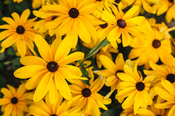 Fototapeta premium Flowers 