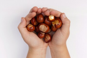 Child´s handful of chestnuts