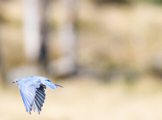 Mountain Bluebirds on the Mountain
