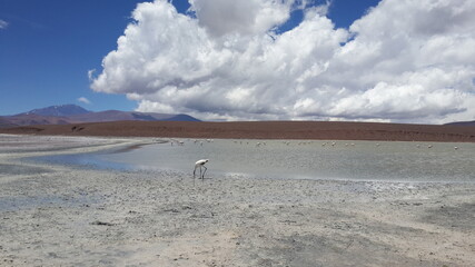 Laguna Brava (La Rioja, Argentina)