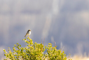 Vesper Sparrows on the Mountain