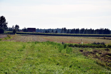 krajobraz złożony głównie z pola