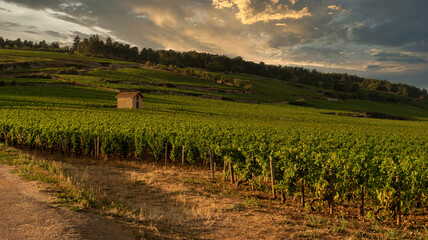 Vineyard in Beaune, Burgundy, France 