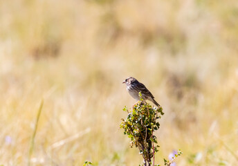 Vesper Sparrows on the Mountain