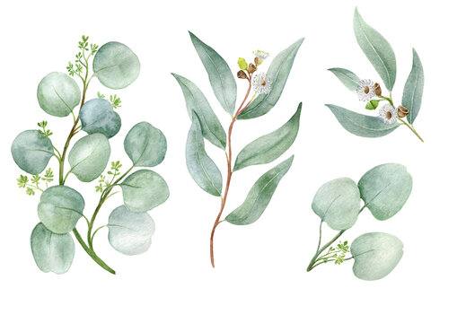 watercolor set with branches of eucalyptus