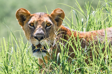 Female lion spotted on safari laying in the grass